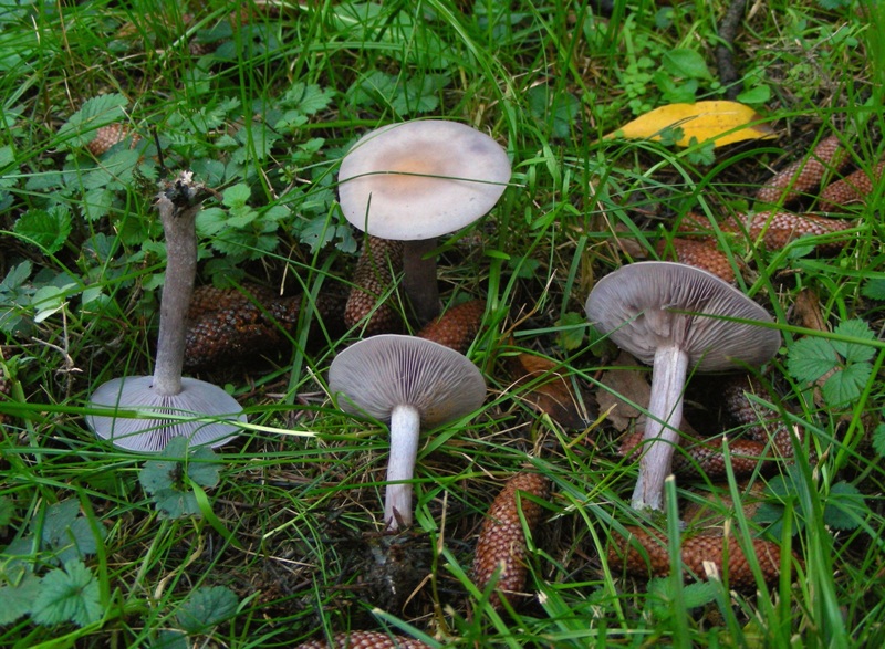 Giro nelle aiuole di medicina seconda parte